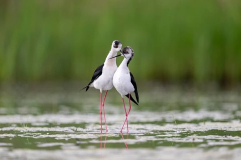 Black-winged Black-winged Stilt (Himantopus himantopus), couple making love in the water,