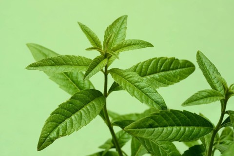 Lemon verbena, close-up of the plant, Aloysia citrodora