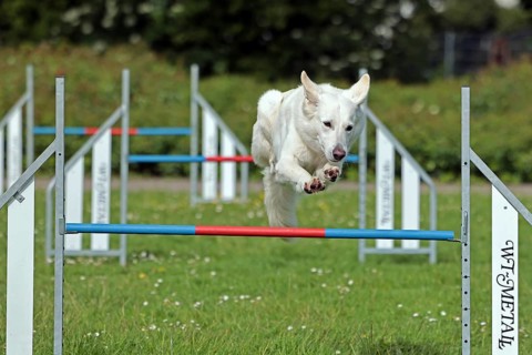 White Swiss Shepherd, Agility