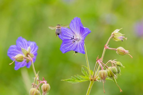 Meadow cranesbill (Geranium pratense) . Eninger Weide on the Swabian Alb, Eningen unter Achalm,