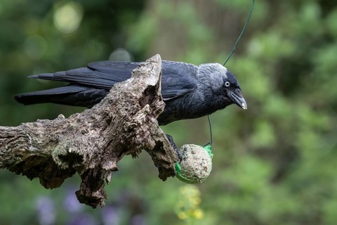 Western jackdaw (Corvus monedula) at a fat ball, Emsland, Lower Saxony, Germany, Europe