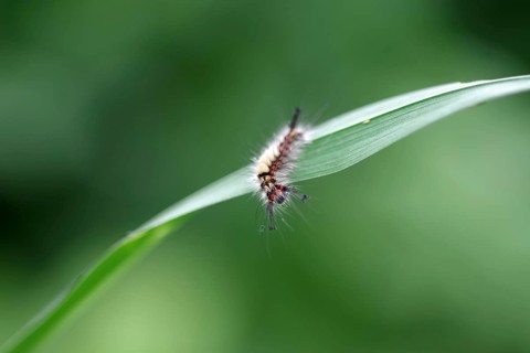 Rusty tussock moth (Orgyia antiqua), caterpillar, macro, moth, colourful, blade of grass, The