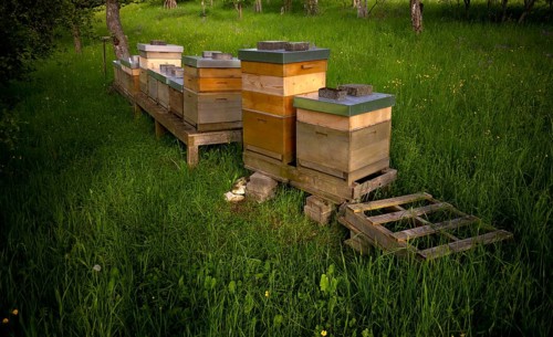 Beehives, meadow orchard, Römerstein, Swabian Alb biosphere reserve, Baden-Württemberg, Germany,