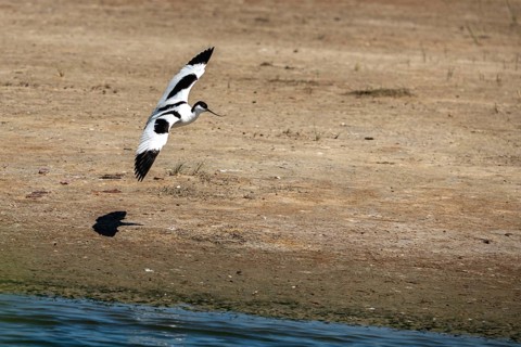 Black-capped avocet (Recurvirostra avosetta) approaching to land