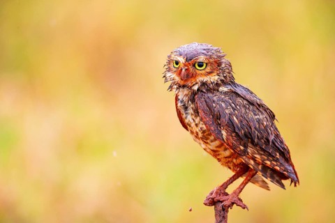Burrowing owl (Speotyto cunicularia) Pantanal Brazil