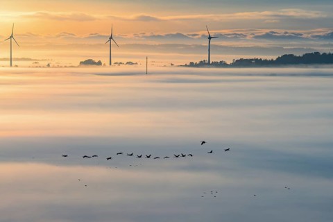 Flock of Cranes migrating south in a foggy landscape with wind turbines rising above the fog in