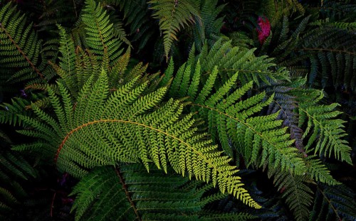 Nature, Plant, Fern, Tracheophyta, green