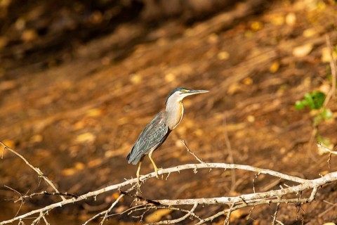 Mongrove Heron (Butorides striatus) Pantanal Brazil