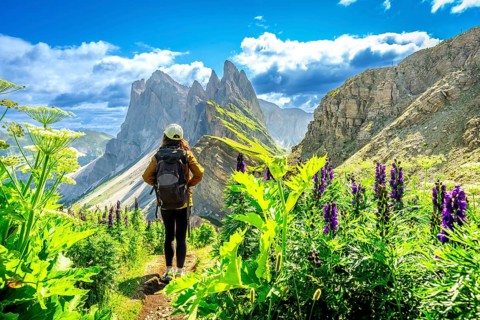 Female hiker walking on a path surrounded by flowers, enjoying the view of the odle mountains in