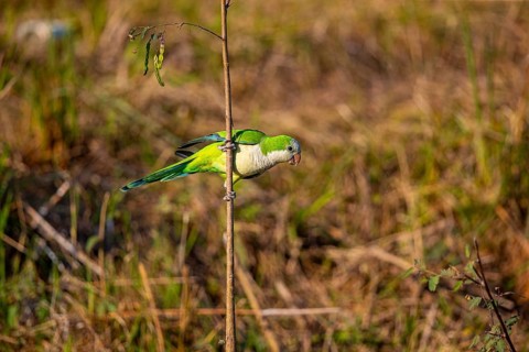 Monk parakeet (Myiopsitta monachus) Pantanal Brazil