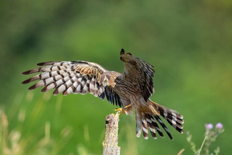 Montagu's harrier (Circus pygargus) wbl Germany