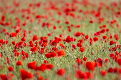 A poppy field near Frankfurt am Main is in full bloom at the end of May, Frankfurt am Main, Hesse,
