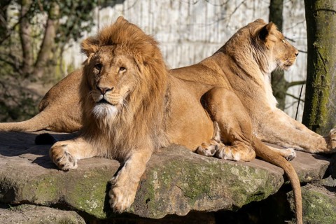 Two lions (Panthera leo) lying on a rocky plateau, male lion and female lion, found in South Africa