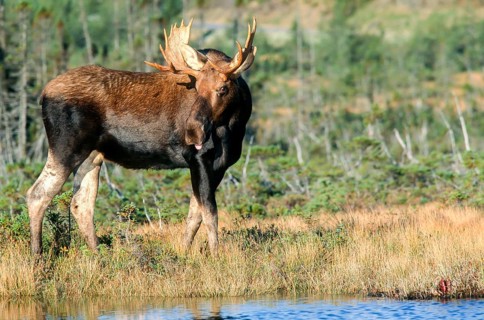Moose. Alces alces. Bull moose standing and watching. Gros Morne national park. Province of