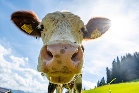 Young curious calf (Bos primigenius taurus), cow on an alpine meadow, snout stretched towards the