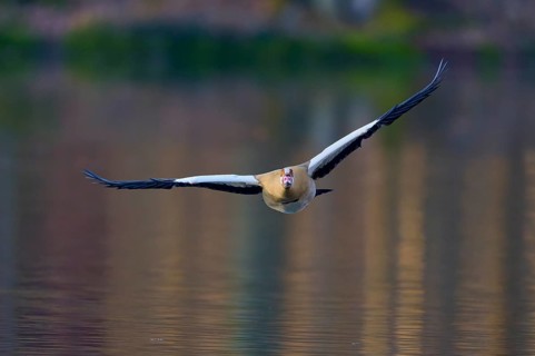 Egyptian goose (Alopochen aegyptiaca), flying directly towards the camera over the water, spring,