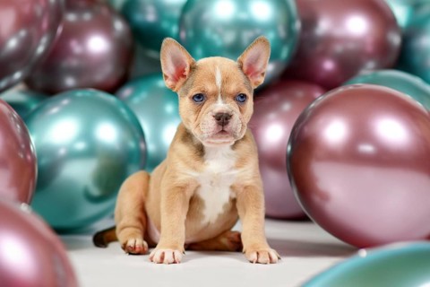 6 weeks old healthy French Bulldog dog puppy with tail in front of colorful balloons