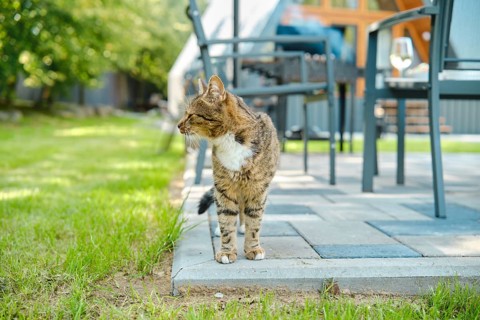 Domestic cat on backyard looking to the side