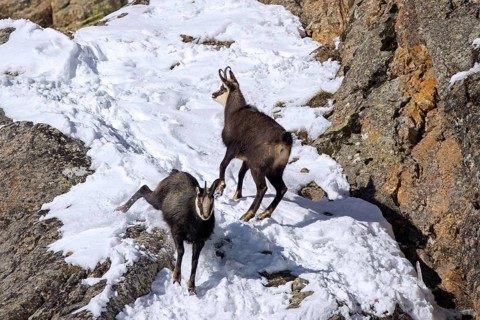 Two Alpine chamois (Rupicapra rupicapra) males, bucks in snow covered rock face during the rut in