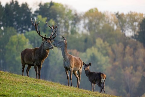 A red deer (Cervus elaphus) family of a stag, a hind and a calf stands in a meadow. A forest in