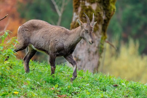A female ibex (Capra ibex) walks down a hill on a green meadow on a cloudy day. A forest in autumn