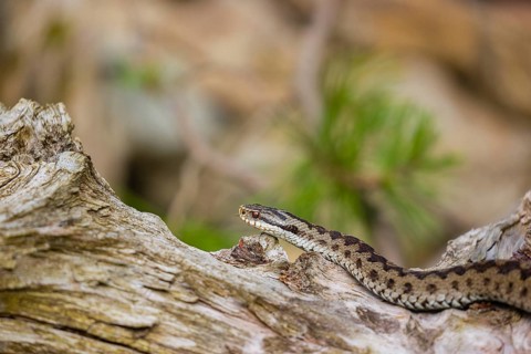 One Vipera berus, the common European adder or common European viper, creeps over a rootstock