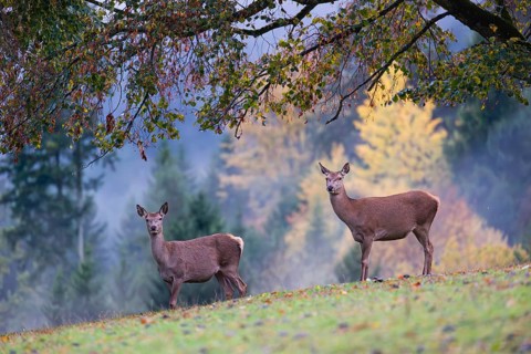 Two red deer hinds (Cervus elaphus) stand in a meadow, A forest with autumn leaves can be seen in
