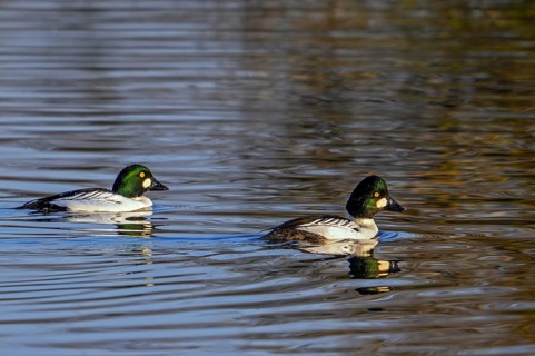 Common goldeneyes (Bucephala clangula) two adult males swimming in lake in winter in evening light