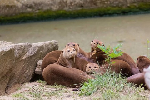 A family of giant otters or giant river otters (Pteronura brasiliensis) playing on a river bank