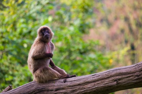 Portrait of an adult male Gelada (Theropithecus gelada), or bleeding-heart monkey, resting on a log
