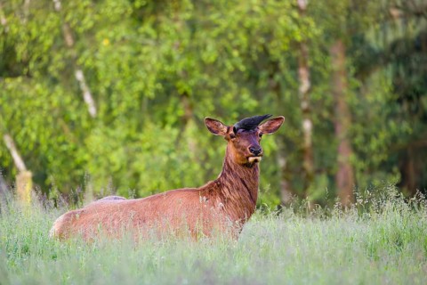 A female wapiti (Cervus canadensis) rests in a green meadow in the early morning. A western jackdaw