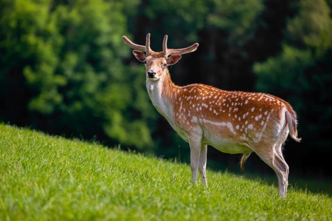 A male fallow deer (Dama dama) stands on a meadow. A forest is in the background