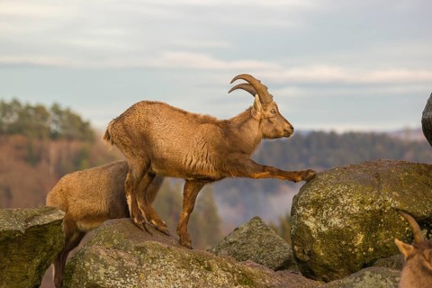 Two female ibex (Capra ibex) stand on a rock