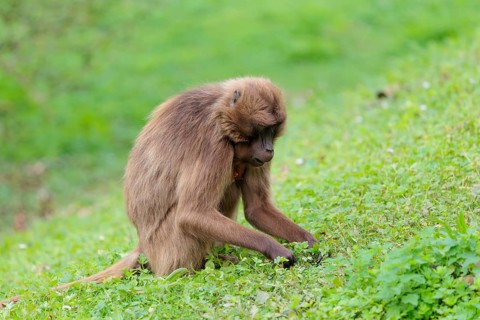 A female Gelada (Theropithecus gelada), or bleeding-heart monkey sits in a green meadow and