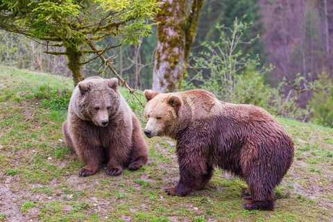 A female and a male eurasian brown bear (Ursus arctos arctos) meet each other the first time on a