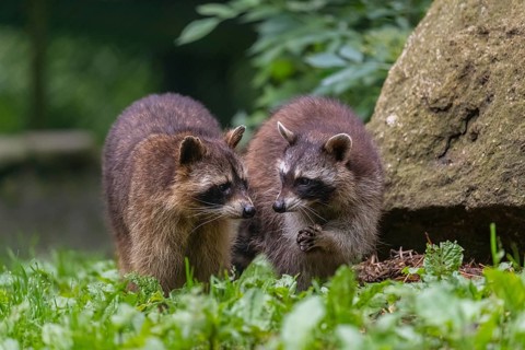 Two adult Raccoons, Procyon lotor, standing on a meadow side by side. A rock and green vegetation