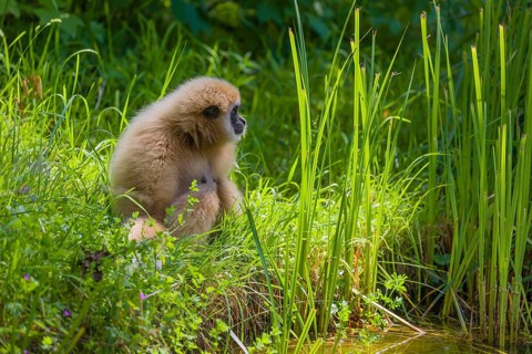 A White-handed gibbon, Hylobates lar, sits in tall grass