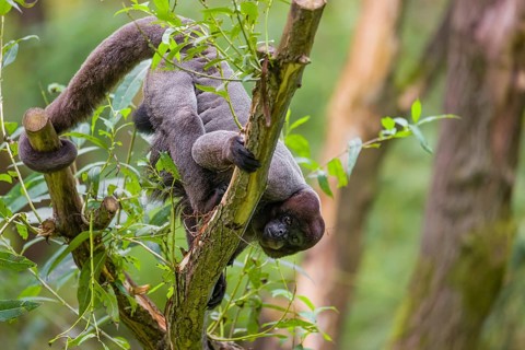 A common woolly monkey, brown woolly monkey, or Humboldt's woolly monkey (3) (Lagothrix