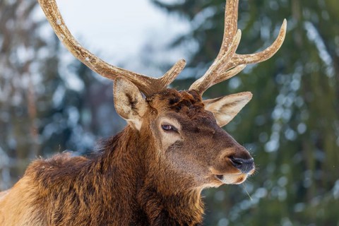 Portrait of a Wapiti stag, Cervus canadensis. A forest in the background