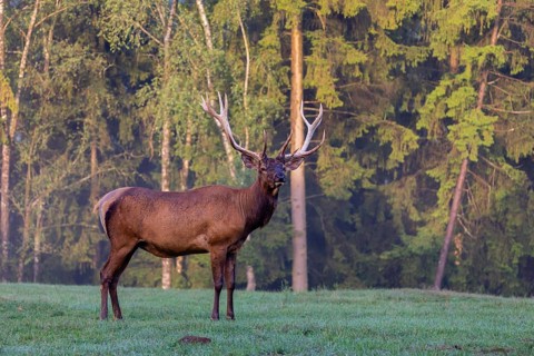 One Wapiti stag, Cervus canadensis, stands on a green meadow at a forest edge