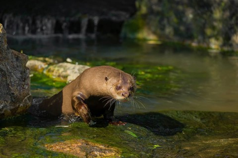 One giant otter or giant river otter (Pteronura brasiliensis) stands on a mossy rock at a little