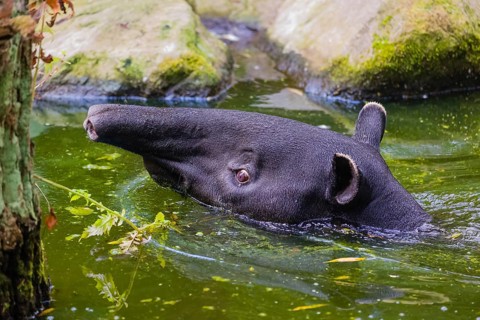 A Malayan tapir (Acrocodia indica) swims in a river and looks for food at the riparian vegetation
