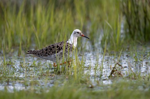 Ruff (Philomachus pugnax), male, in mating plumage, Ochsenmoor, Dümmer, Lemförde, Lower Saxony,