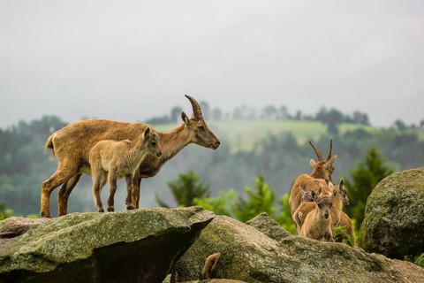 An adult female ibex (Capra ibex) stands on a rock with 3 young