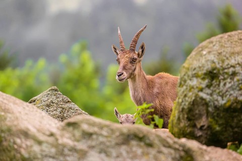 An adult female ibex (Capra ibex) stands partially hidden behind a rock