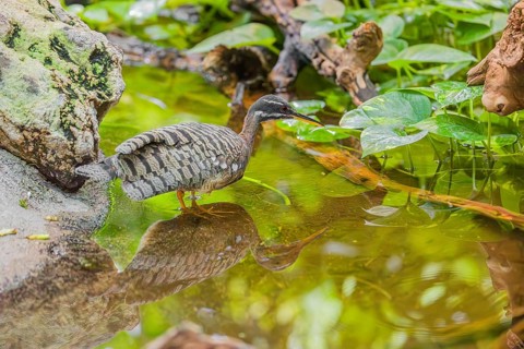 A sunbittern (Eurypyga helias) walks through a shallow creek in a forest searching for food