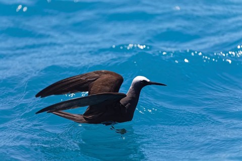 White-capped Noddy (Anous minutus) or White-headed Noddy swims on the sea, Swallow, Noddy Swallows,