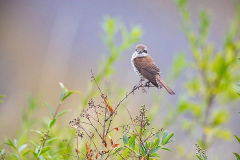 Red-backed shrike (Lanius collurio) wbl Germany