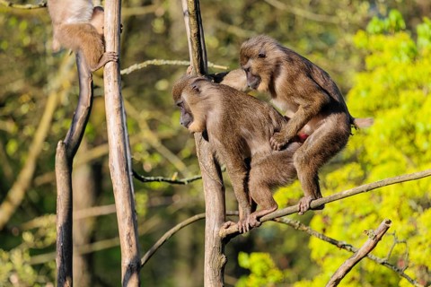 Two Drills (Mandrillus leucophaeus) mating high up in a tree. A green forest can be seen in the
