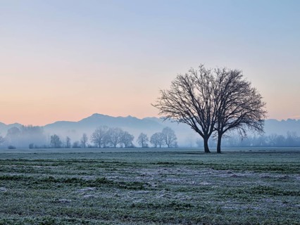 Morning atmosphere in the Siebeneichen nature reserve, with the Rigi in the background,